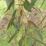 Eucalyptus leucoxylon Blad