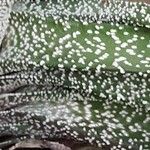 Gasteria carinata Leaf