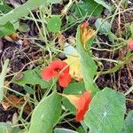 Tropaeolum minusLeaf