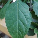 Solanum americanum Blad