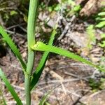 Eryngium paniculatum Kůra