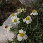 Zinnia acerosa Blodyn