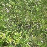 Cephalaria alpina Lorea