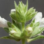 Stachys spinulosa Žiedas