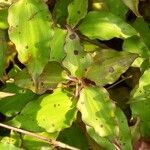 Tinantia pringlei Leaf