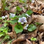 Viola rostrata Flower