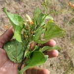 Ehretia amoena Leaf