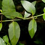 Chiococca alba Yaprak