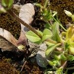 Cerastium glomeratum Feuille