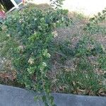 Jasminum auriculatum Habit
