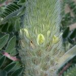 Astragalus alopecurus Cvet