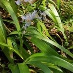 Iris japonica Habit