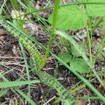 Dactylorhiza fuchsii Frunză