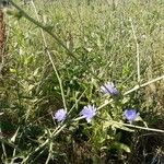 Cichorium intybusCvet