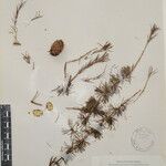Larix griffithii Nyingine