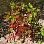 Coprosma repens Lapas