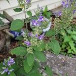 Scutellaria incana Flor