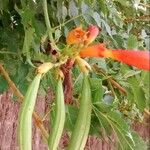 Campsis radicans Froito