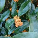 Osmanthus fragrans Flower