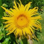 Inula racemosa Flower