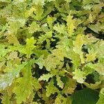 Quercus × rosacea Hábito