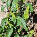 Amaranthus hybridus Blatt