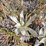 Helichrysum arnicoides 葉