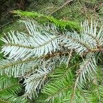 Abies grandis Leaf