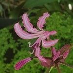 Nerine undulata Flower