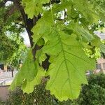 Quercus × rosacea Hoja