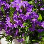 Campanula poscharskyanaKukka