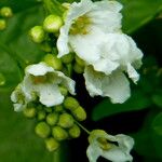 Armoracia rusticana Blomst