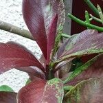 Euphorbia umbellata Лист