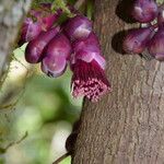 Syzygium longifolium Fruct