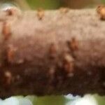 Billardiera heterophylla Bark