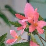 Begonia boliviensis Kvet
