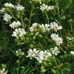 Cochlearia anglica Λουλούδι