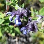 Salvia cuspidata Λουλούδι