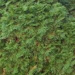 Chamaecyparis obtusa Hoja