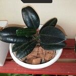 Ficus elasticaLeht