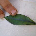 Thiollierea parviflora Otro