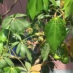 Sterculia foetida Flower