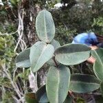 Eugenia kaalensis Leaf