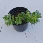 Sedum spathulifolium 葉