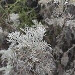 Artemisia arborescensFeuille