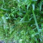 Scleria gaertneri Habit