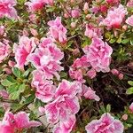 Rhododendron alabamense Flors