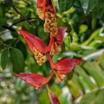 Heliconia collinsiana Blad