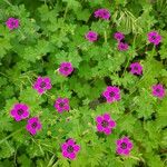 Geranium mascatense 花