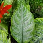 Aphelandra aurantiaca Yaprak